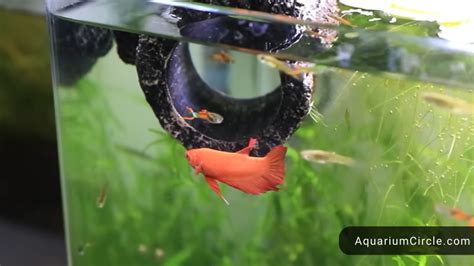 fish toys|17 Best Betta Fish Toys For A Joyful Life .